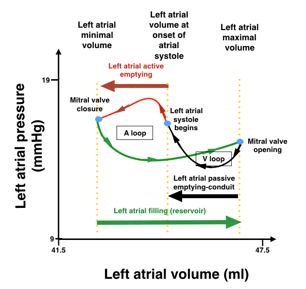 figure-1-from-determinants-of-normal-left-atrial-volume-in-heart