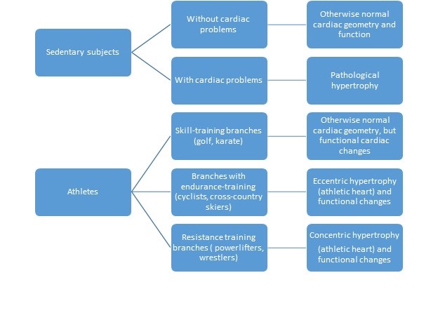 pathological hypertrophy heart diagram