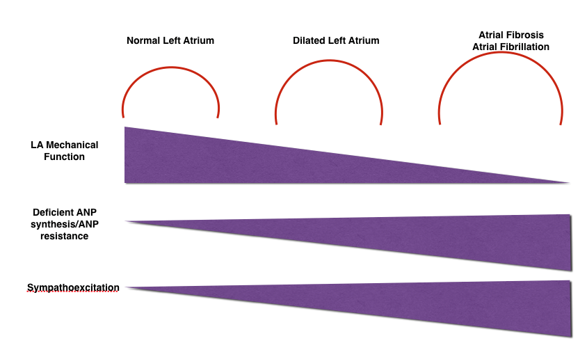 Left atrial size and atrial fibrillation